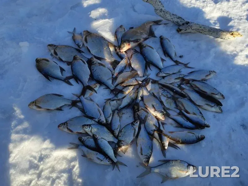 Bream — Kurma, Feb 28, 2019