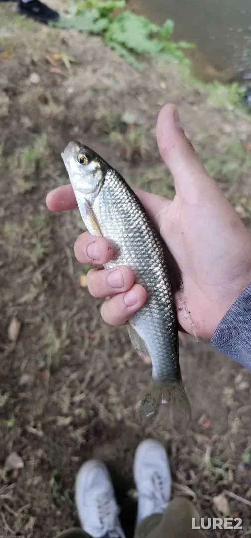 Chub, Dace — River Wey, Sep 22, 2025, 4:33 PM
