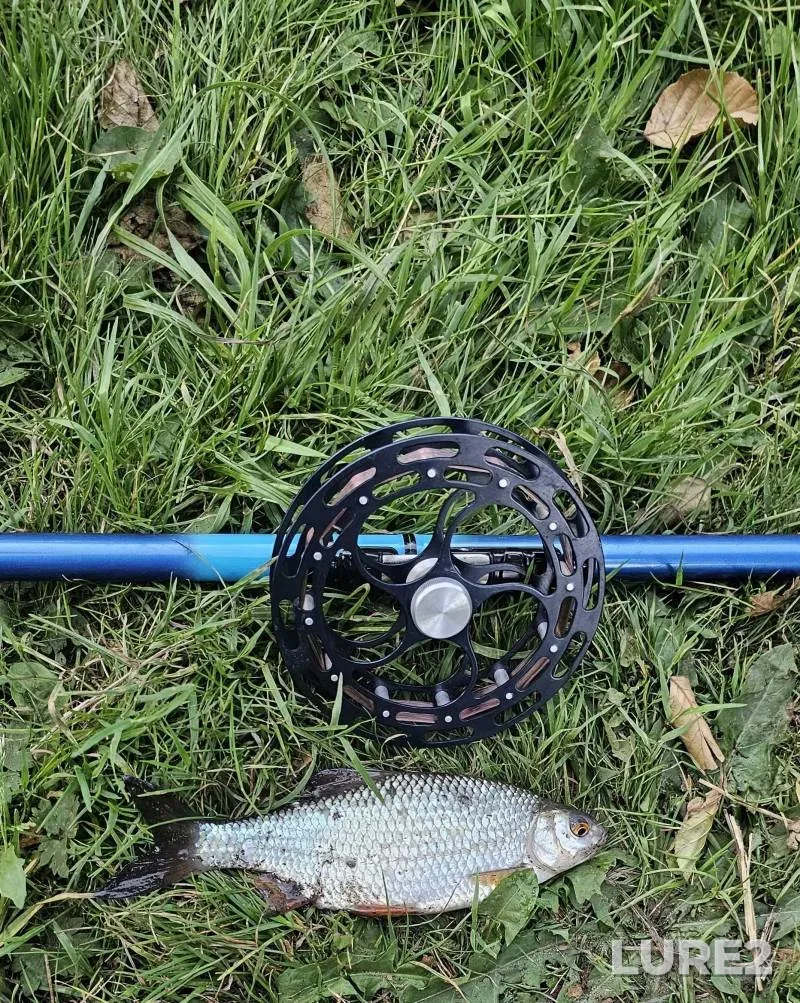 Roach, Rudd — River Wey, Sep 13, 2025, 12:22 PM