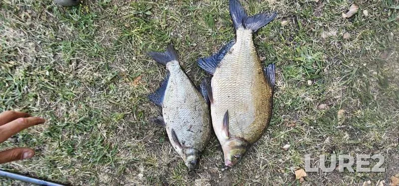 Bream — River Wey, Jun 13, 2025, 1:31 PM