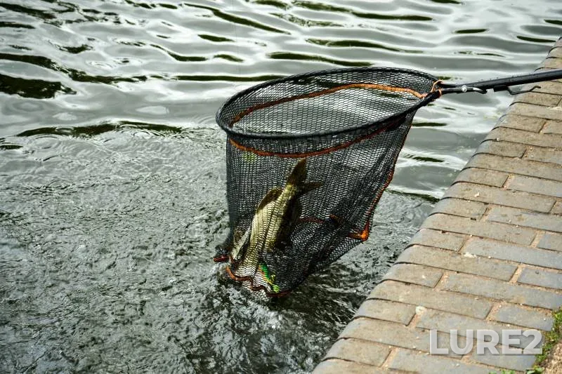 Pike — River Tame, Jul 05, 2025, 3:41 PM