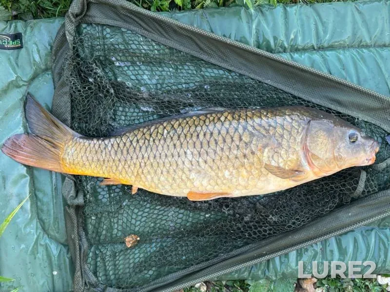Carp — Thatcham Lake, Apr 10, 2025, 7:05 PM