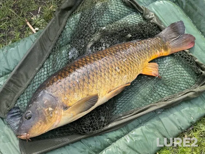 Carp — River Kennet, Apr 03, 2025, 3:52 PM
