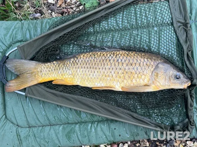 Carp — Thatcham Lake, Mar 25, 2025, 6:01 PM