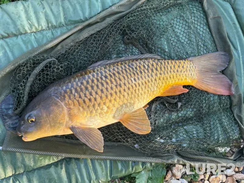Carp — Thatcham Lake, Apr 10, 2025, 5:53 PM