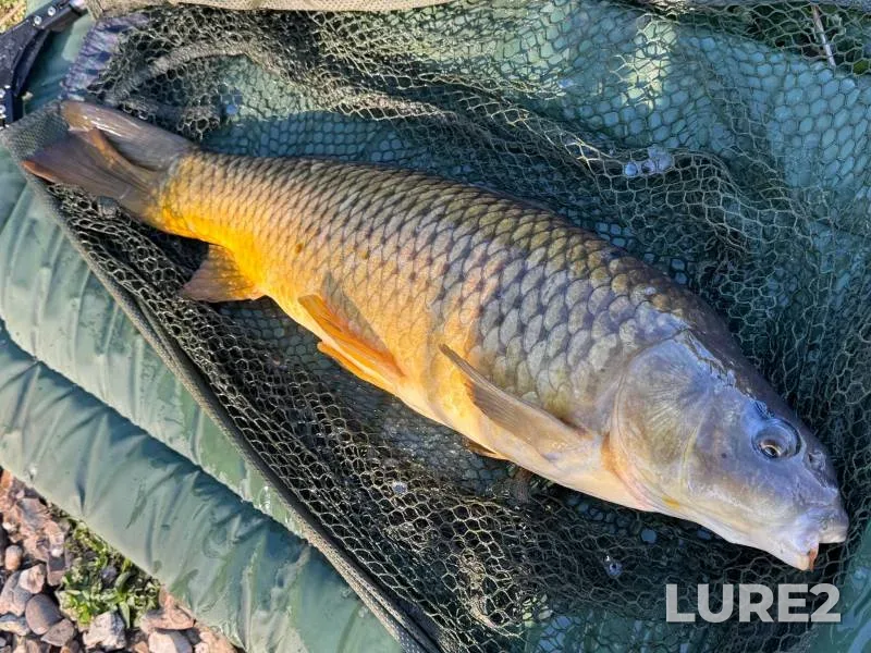 Carp — Thatcham Lake, Apr 17, 2025, 5:09 PM
