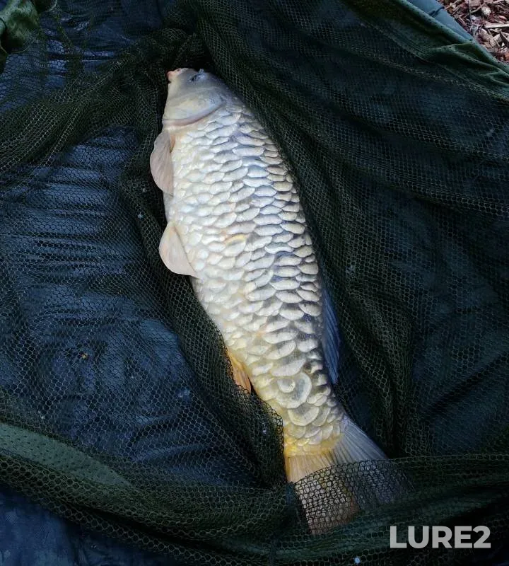 Carp — River Thames, Apr 02, 2023, 11:12 AM