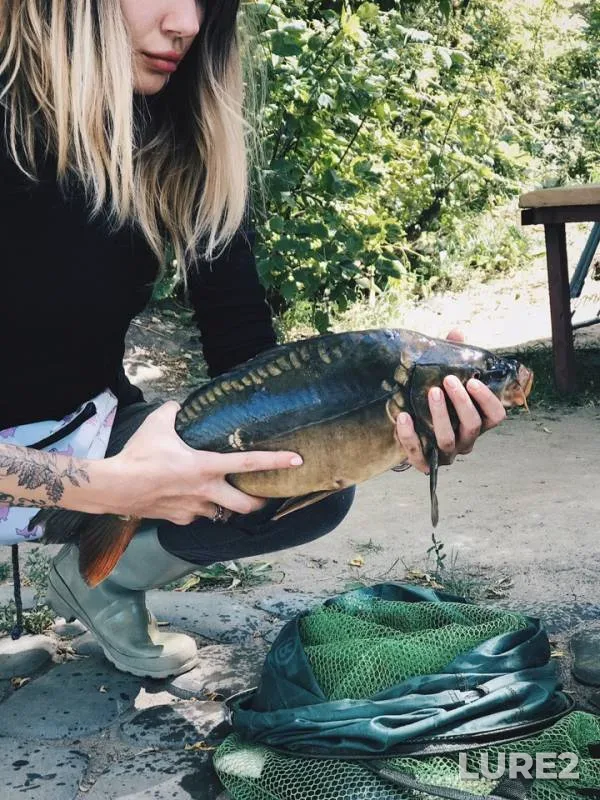 Carp — Kurskaya oblast, Aug 12, 2019