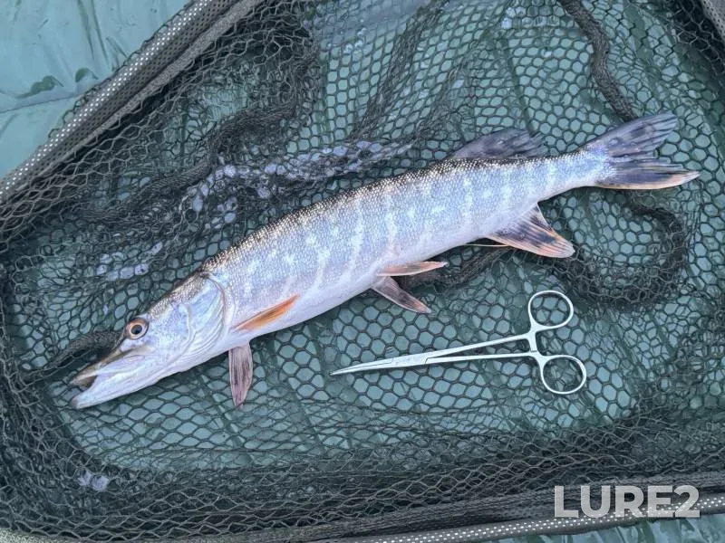 Pike — River Kennet, Mar 08, 2025, 6:03 PM