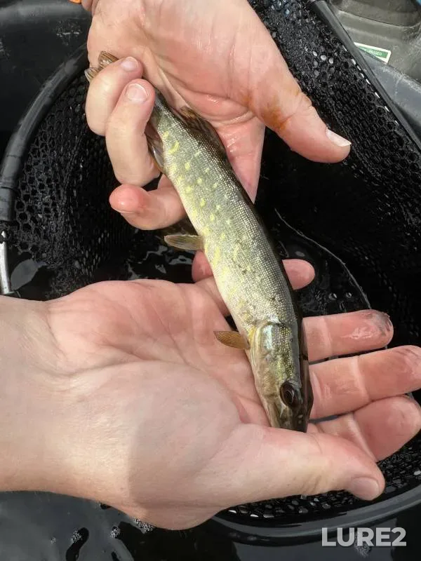 Pike — England, Worcestershire, Sep 09, 2025, 12:52 PM