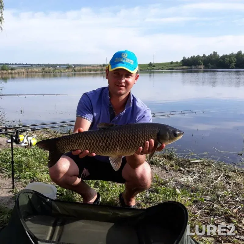 Grass carp — Kharkіvska oblast, Jun 03, 2018