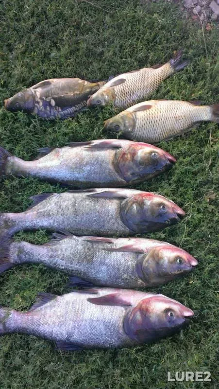 Carp, Silver carp — Lopan, Sep 08, 2018