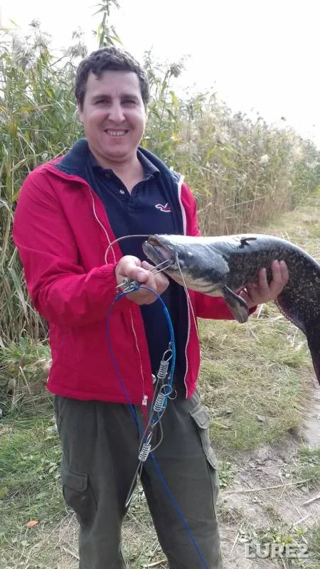 Wels catfish — Kharkіvska oblast, Sep 28, 2019