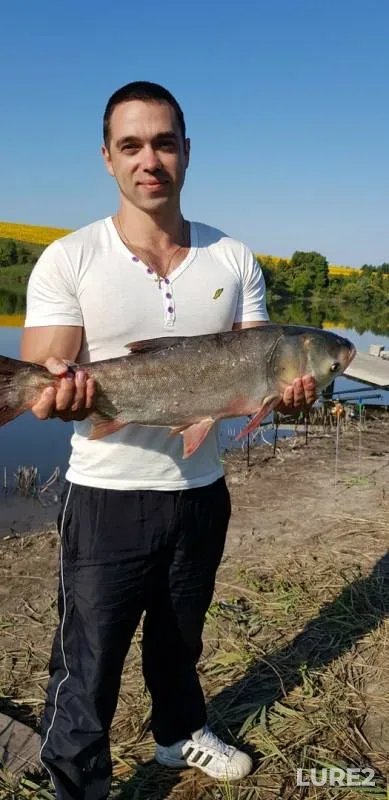 Silver carp — Kharkіvska oblast, Jul 22, 2019