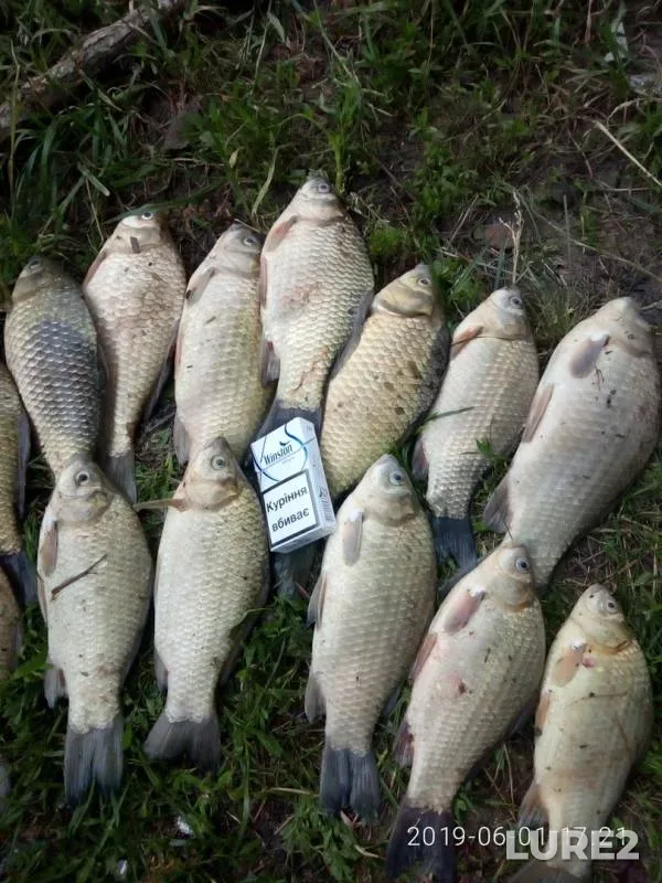 Crucian carp — Zaritskiy, Jun 06, 2019