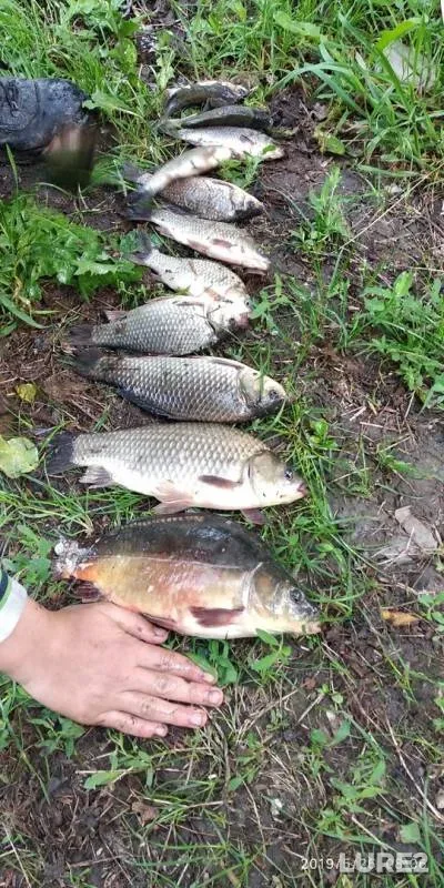 Carp, Crucian carp — Lozovenkovskoye, May 26, 2019