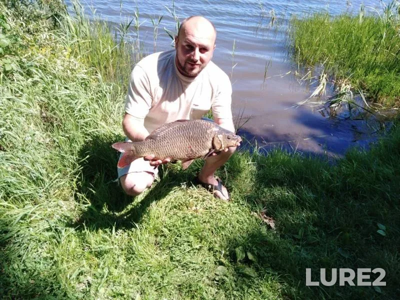 Carp — Kharkіvska oblast, May 19, 2019