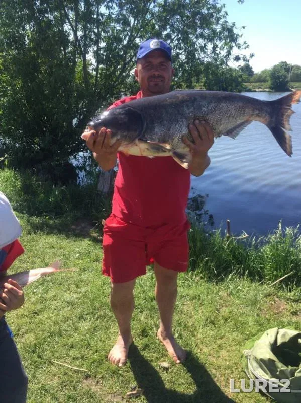 Silver carp — Studenok, May 19, 2019