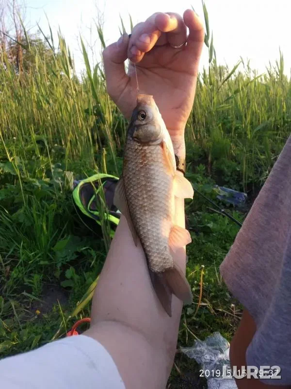 Crucian carp — Studenok, May 16, 2019