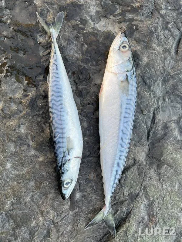 Pike, Roach — Severskiy Donets, Feb 09, 2019