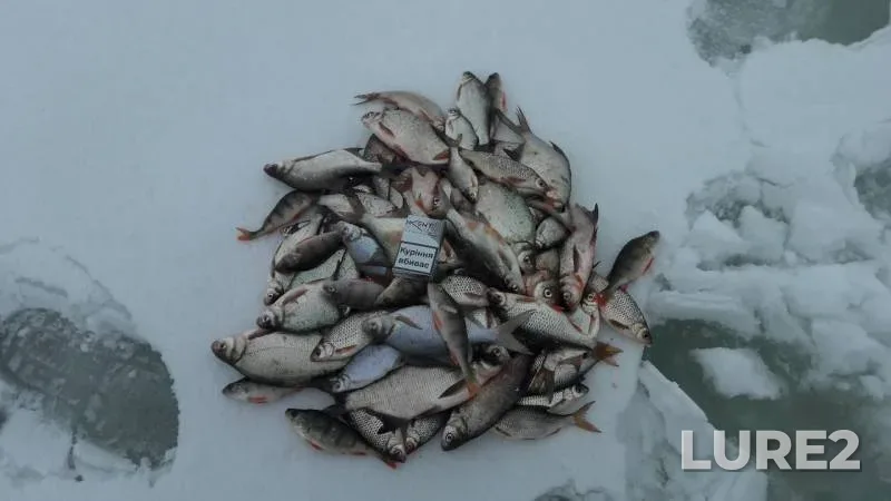 Bream, Perch — Severskiy Donets, Jan 29, 2019