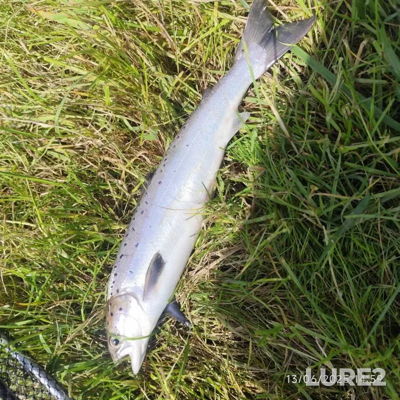 Atlantic salmon — Strule, Jun 13, 2025, 2:59 PM