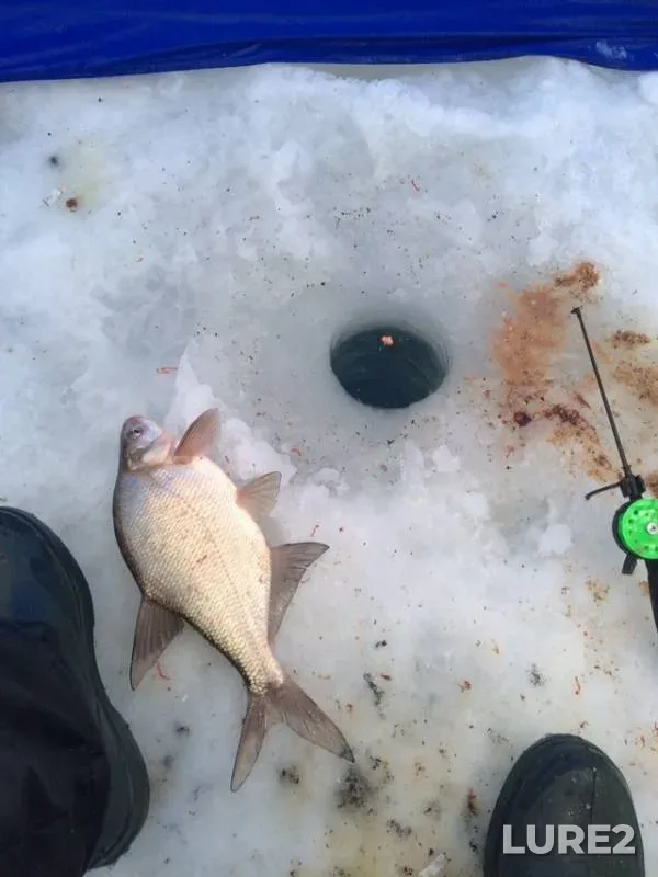 Bream — Pechenezhskoye, Dec 25, 2018