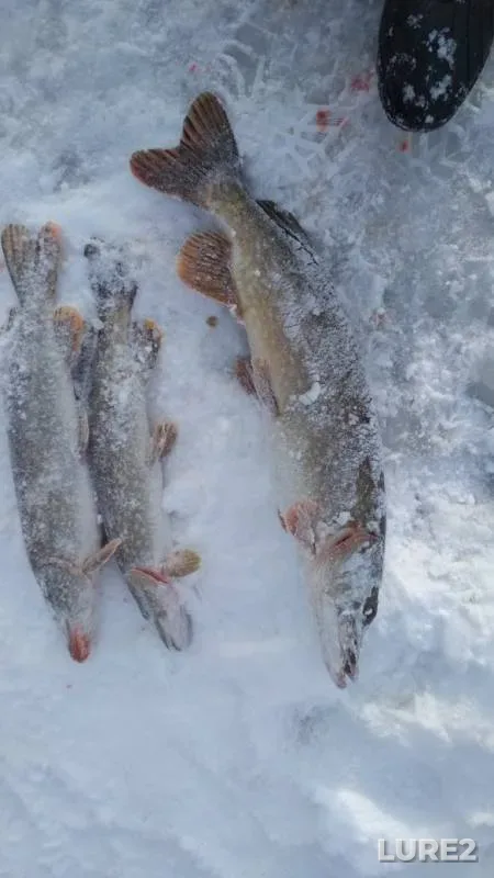 Pike — Severskiy Donets, Dec 02, 2018
