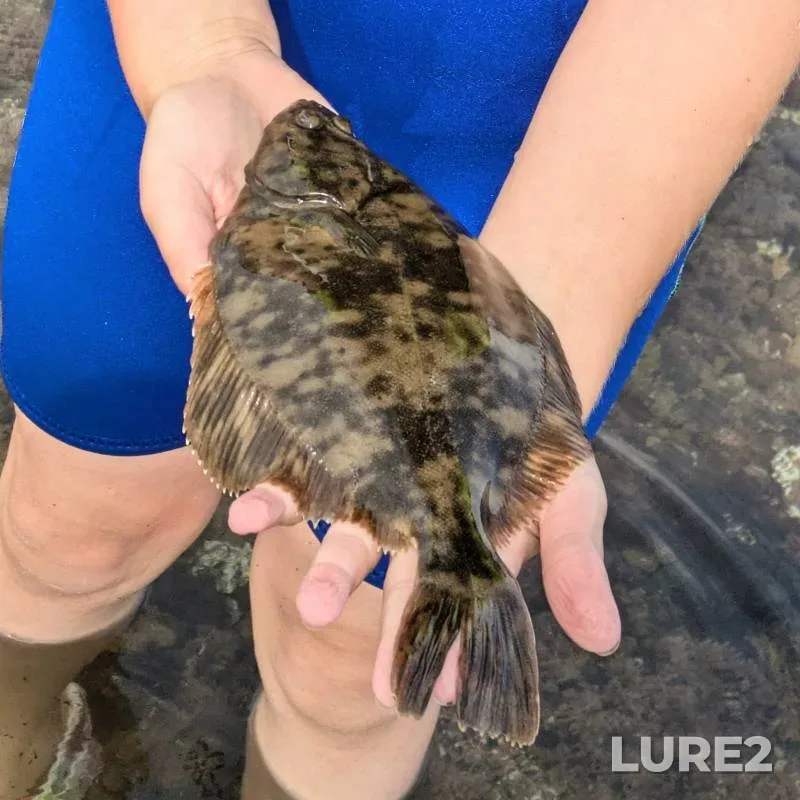 Flounder — Biel Water, Jun 20, 2025, 4:21 PM