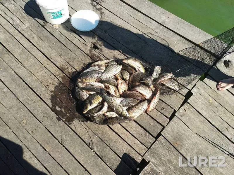 Carp, Crucian carp — Kharkov, Sep 09, 2018
