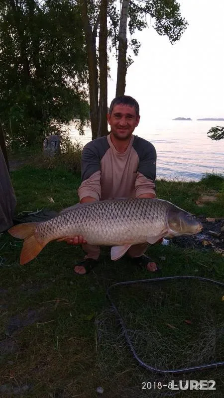 Carp — Cherkaska oblast, Aug 15, 2018