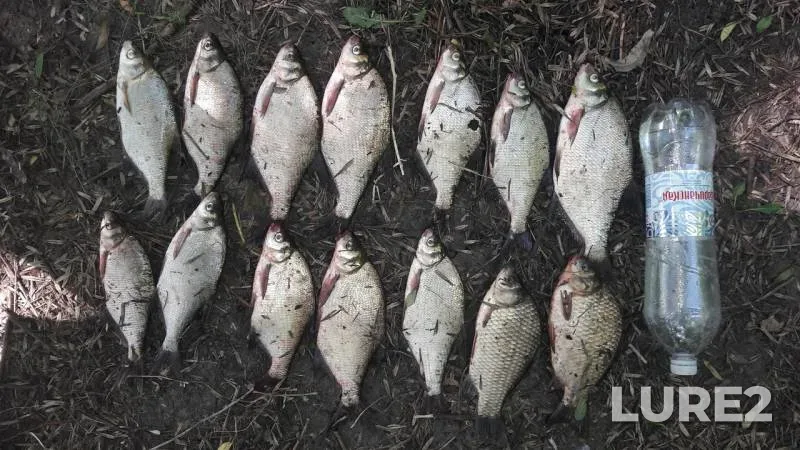 Bream, Crucian carp — Kharkіvska oblast, Jul 08, 2018