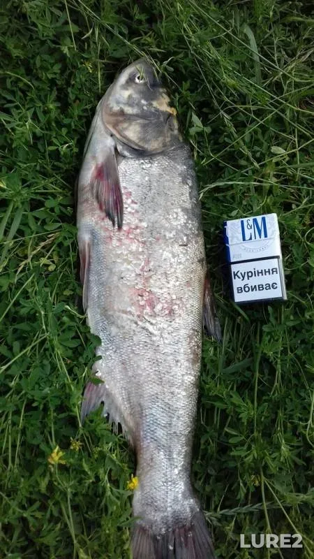 Carp, Crucian carp — Kharkіvska oblast, Jun 18, 2018