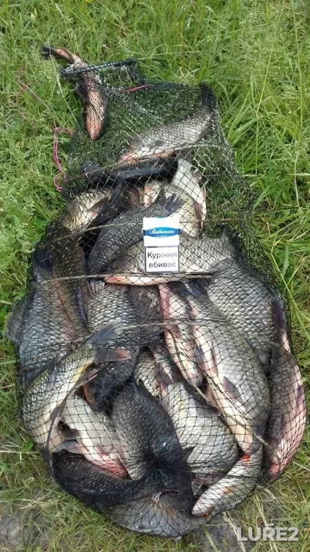 Crucian carp, Perch — Kharkіvska oblast, Jun 14, 2018