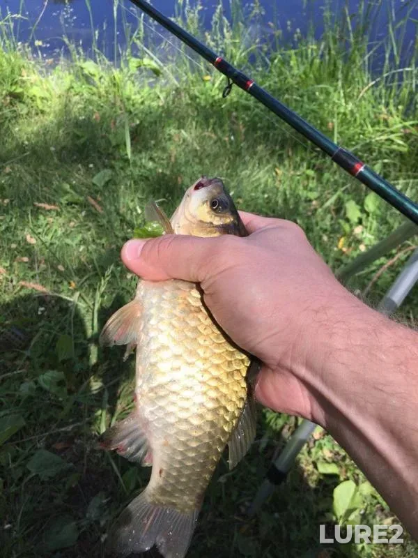 Crucian carp — Kharkov, May 31, 2018