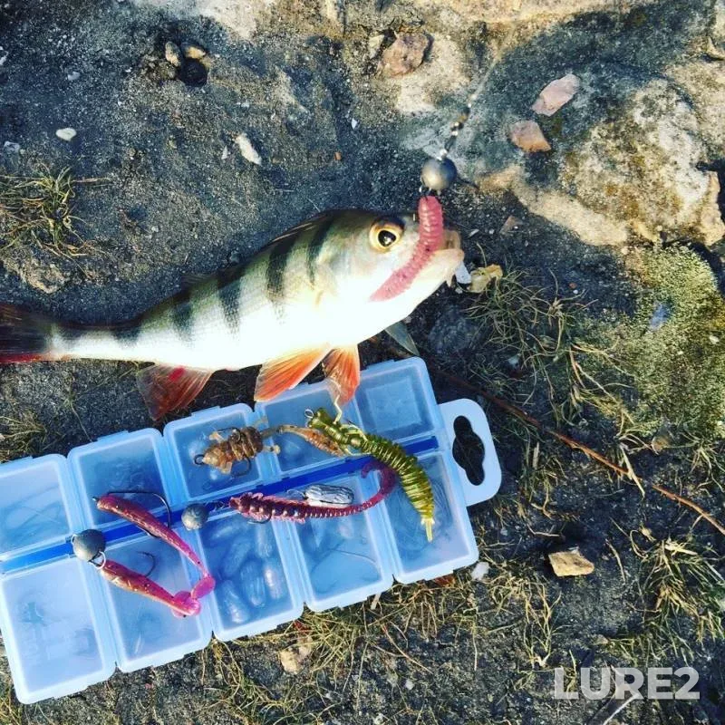 Perch — Severskiy Donets, May 17, 2018