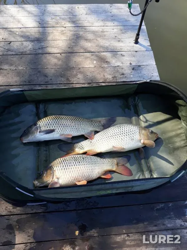 Carp — Kharkіvska oblast, May 01, 2018