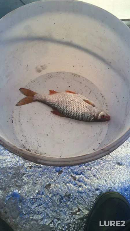Bream, Roach — Severskiy Donets, Mar 05, 2018