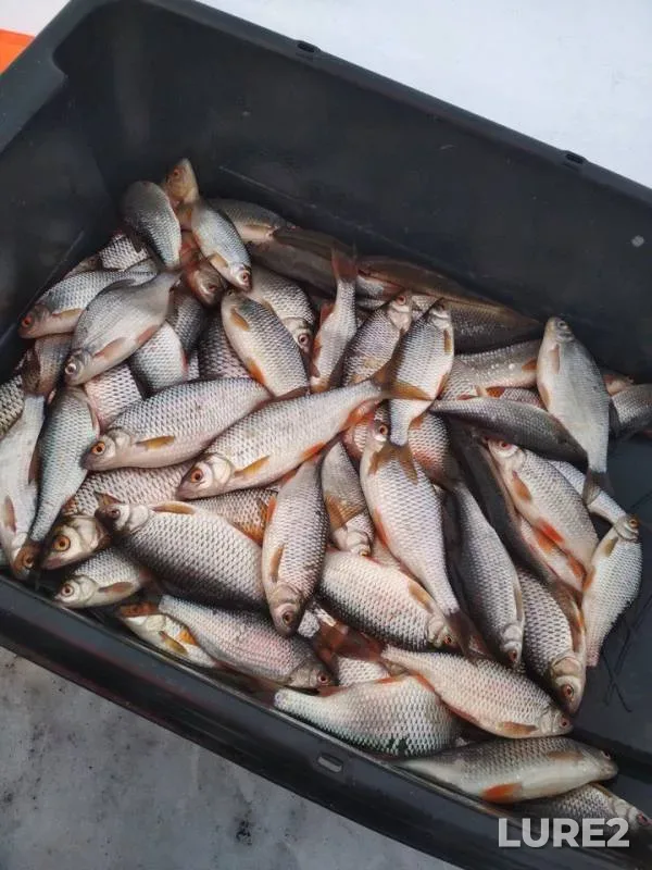 Roach — Severskiy Donets, Mar 04, 2018