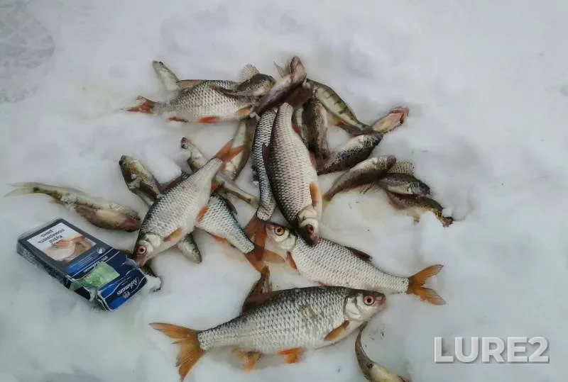 Roach, Ruffe — Severskiy Donets, Feb 10, 2018