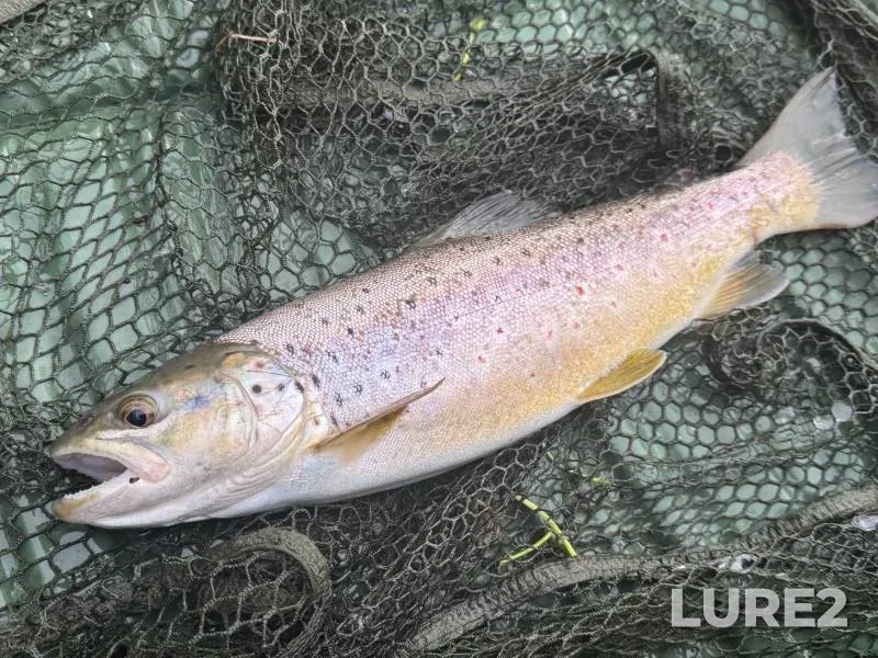 Brown trout — River Kennet, Feb 21, 2025, 10:42 AM