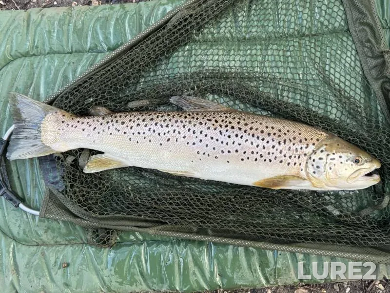 Brown trout — River Kennet, Feb 25, 2025, 2:00 PM