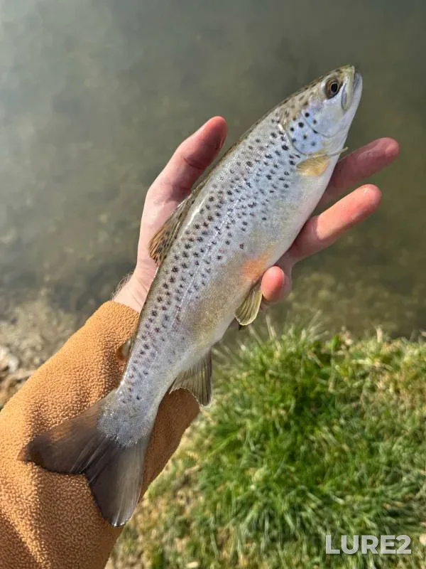 Brown trout — River Kennet, Mar 08, 2025, 11:38 AM