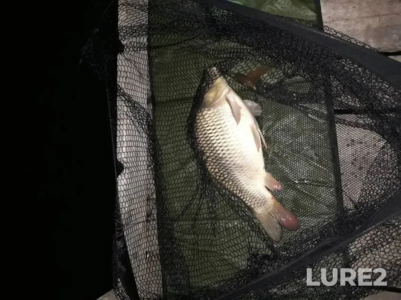 Carp — Kharkіvska oblast, Sep 17, 2017