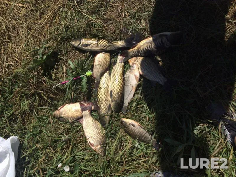 Carp, Crucian carp — Roganka, Aug 11, 2017