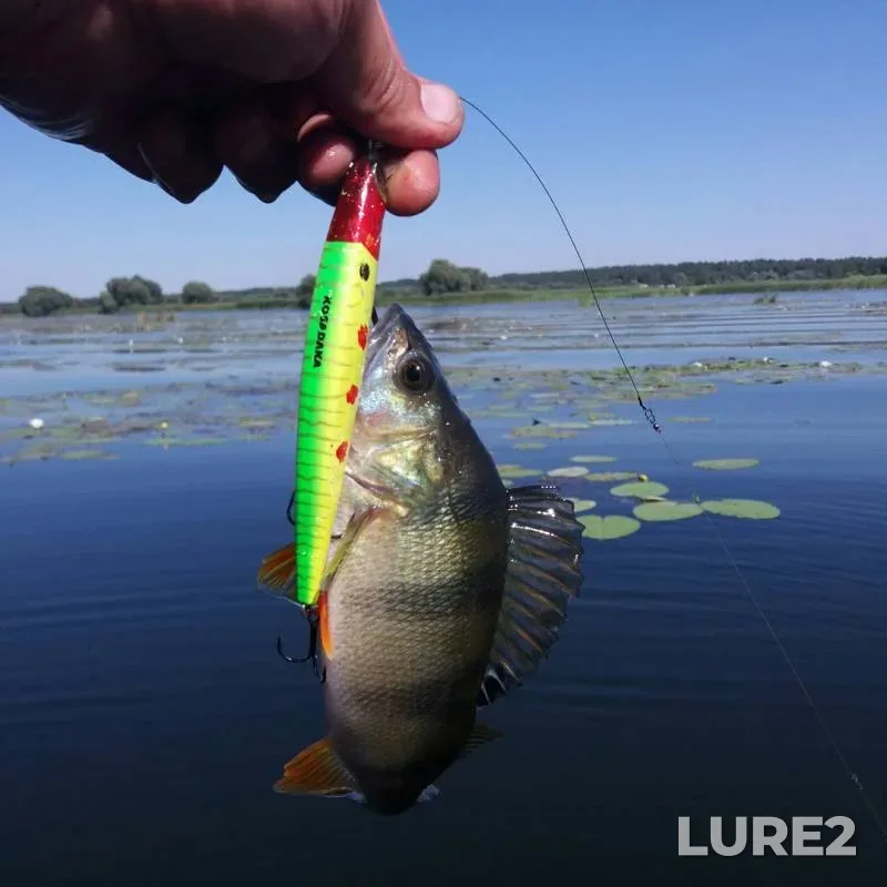Perch, Pike — Severskiy Donets, Aug 10, 2017