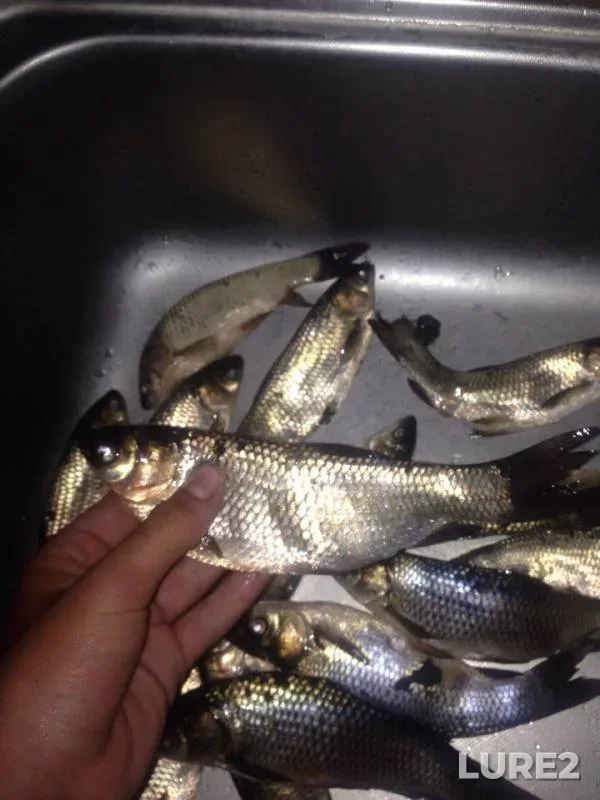 Crucian carp, Grass carp — Vyalyy, Jun 12, 2017