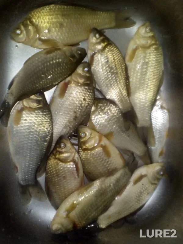 Crucian carp — Lozovenkovskoye, May 30, 2017