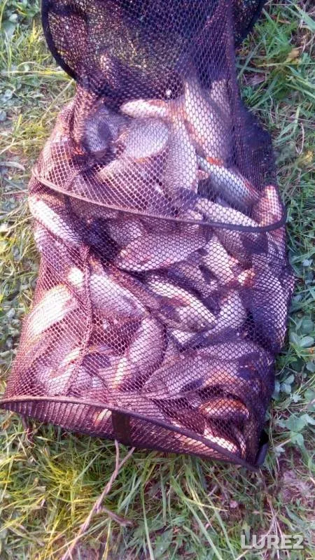 Crucian carp — Kharkіvska oblast, May 09, 2017