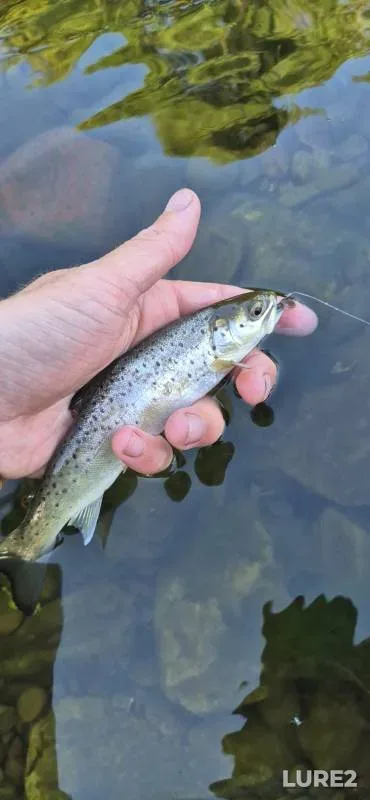 Brown trout — River Kent, May 13, 2025, 7:06 PM